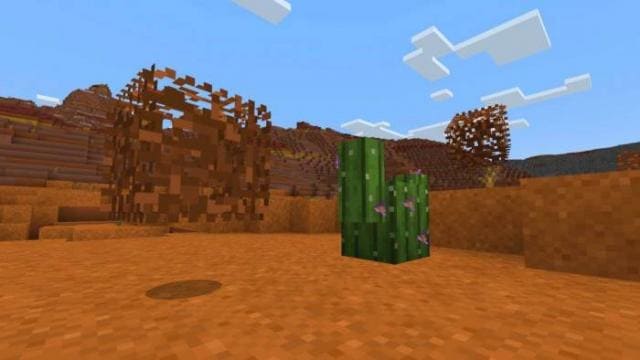 Перекати-поле