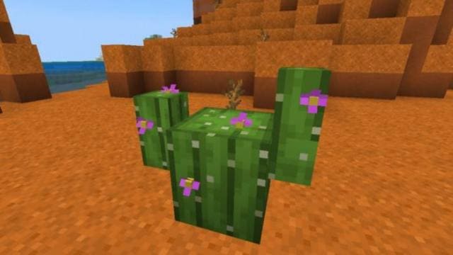 Колючие кактусы