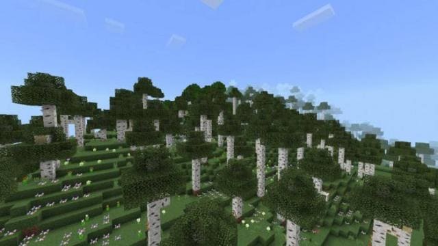 Березовые леса