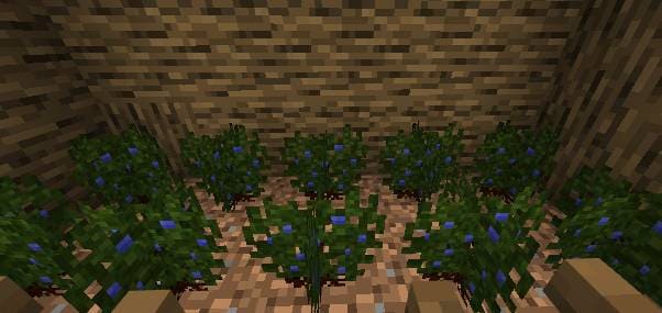 Зимние ягоды