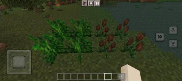 Болотная трава