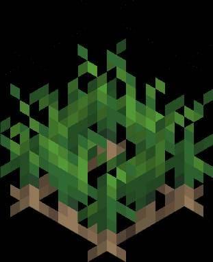 Дикая морковь