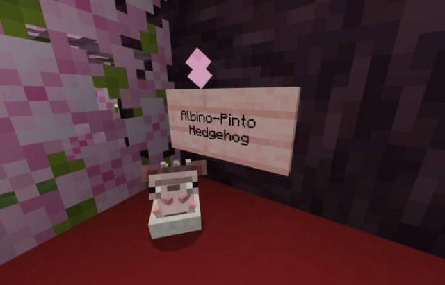 Пегой ежик-альбинос