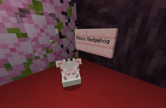 Ежик-альбинос