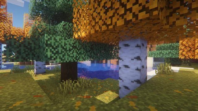 Желтые листья на деревьях