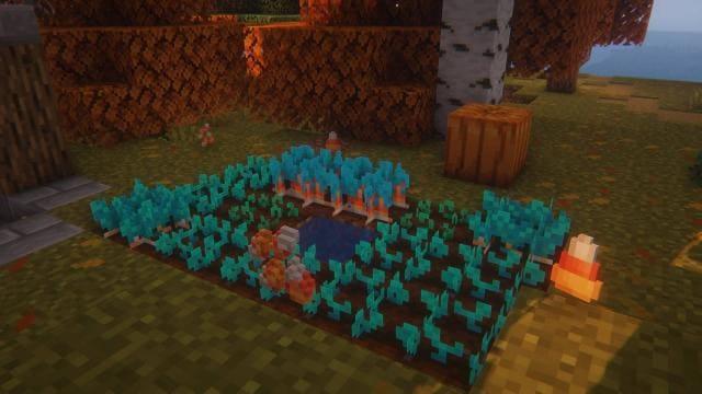 Осенние растения