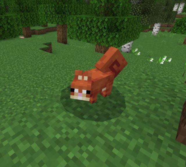 Белка в лесу