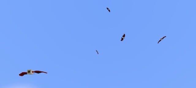 Летающие глаза