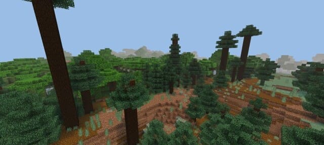 Высокие деревья в лесу