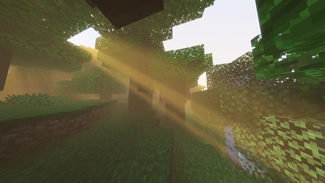 Свет солнца проникает в лес