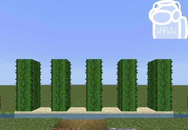 Выросшие Кактусы