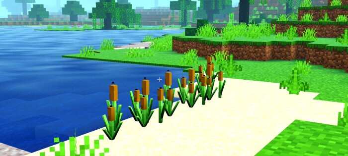 Камаыши на берегу реки